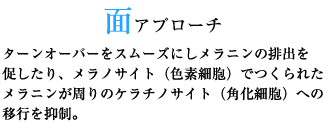 面アプローチターンオーバーをスムーズにしメラニンの排出を促したり、メラノサイト（色素細胞）でつくられたメラニンが周りのケラチノサイト（角化細胞）への移行を抑制。