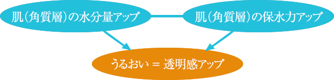 肌（角質層）の水分量アップ 肌（角質層）の保水力アップ うるおい ＝ 透明感アップ