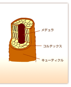 髪の構造を知ろう/メデュラ・コルテックス・キューティクル