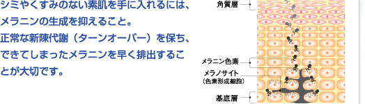 シミやくすみのない素肌を手に入れるには、メラニンの生成を抑えること。正常な新陳代謝（ターンオーバー）を保ち、できてしまったメラニンを早く排出することが大切です。