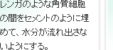 レンガのような角質細胞の間をセメントのように埋めて、水分が流れ出さないようにする。