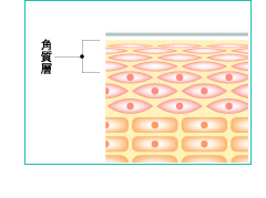 角質層イラスト