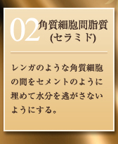 02：角質細胞間脂質(セラミド)／レンガのような角質細胞の間をセメントのように埋めて水分を逃がさないようにする。