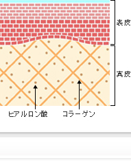 若い肌